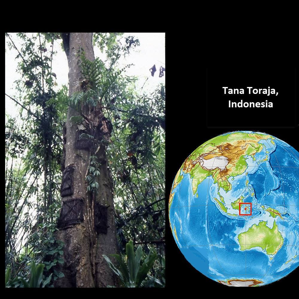 On the Indonesian island Tana Toraja, if a baby dies before they start teething, the family cuts a hole in a tree and places the dead child inside. Eventually, the tree regrows around the baby and absorbs it.