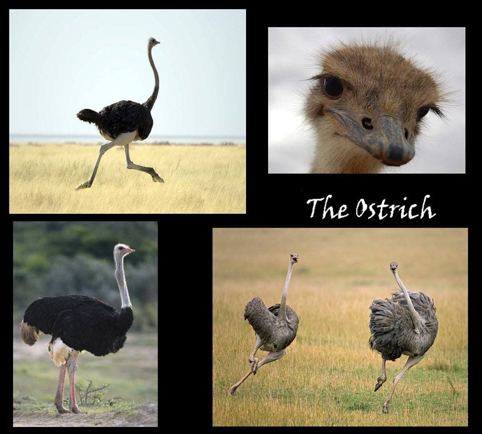 The fastest bird on land and the fastest 2 legged creature are one in the same; the Ostrich. The Ostrich can burst up to 43 mph while sustaining speeds of 31 mph.