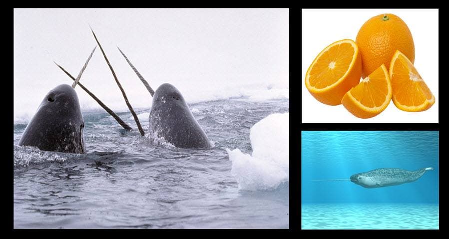 Ounce for ounce, Narwhal skin has the same amount of vitamin C as an Orange.