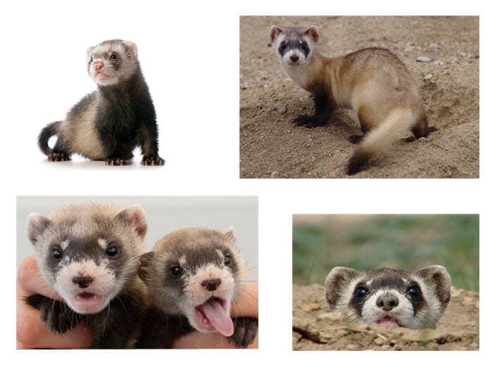 Female ferrets can potentially die if they do not mate or are not spayed!