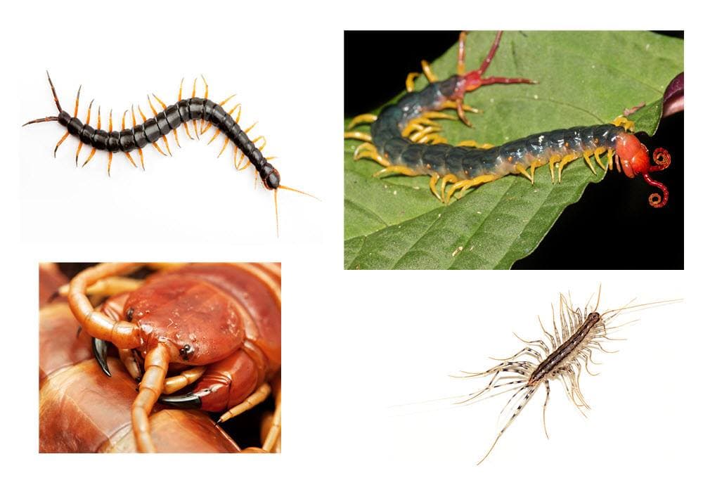 The Centipede is commonly thought to have 100 legs; even the name of the creature means "Hundred Foot" in latin - Centi = "Hundred" , Pedis = "Foot". So does the Centipede actually have 100 Legs?