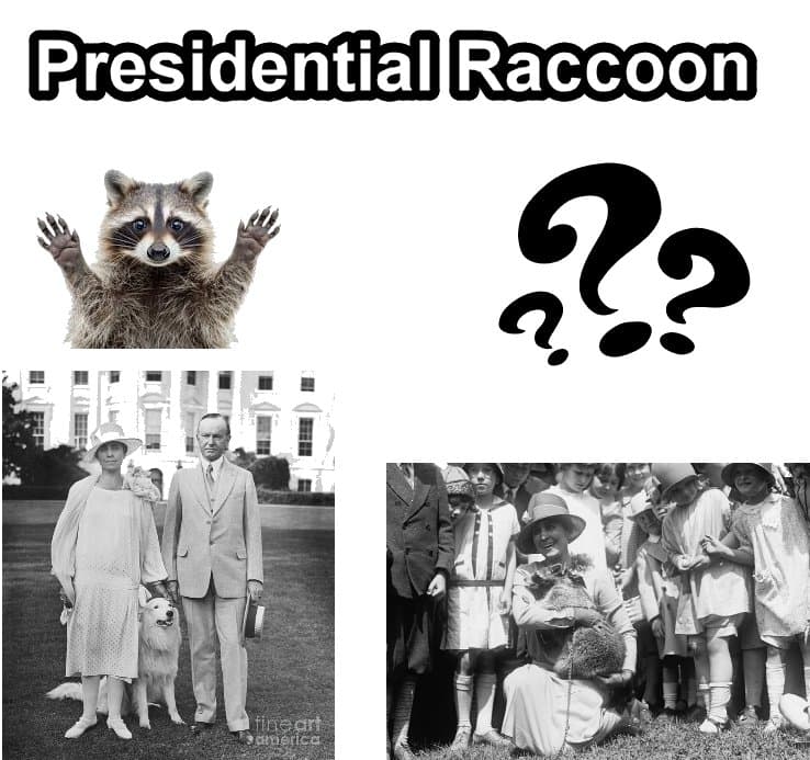 Calvin Coolidge's Pet Raccoon Was Supposed to Be Thanksgiving Dinner