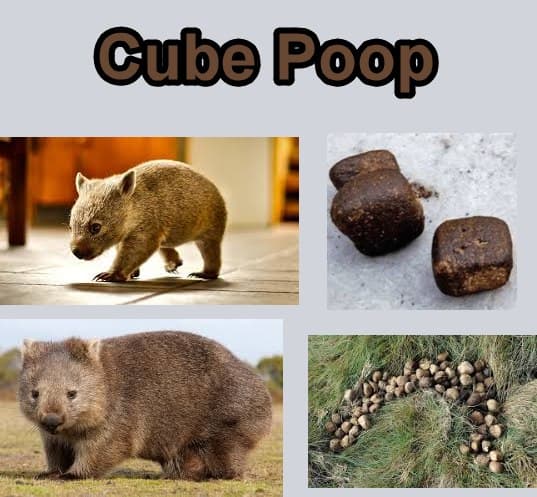 Wombats Poop Cubes. That's It. That's the Post.