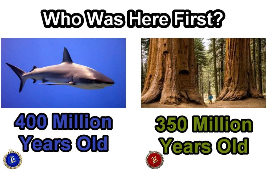 Sharks Are Older Than Trees