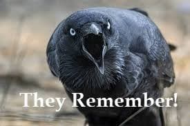 Crows Hold Grudges for 17 Years