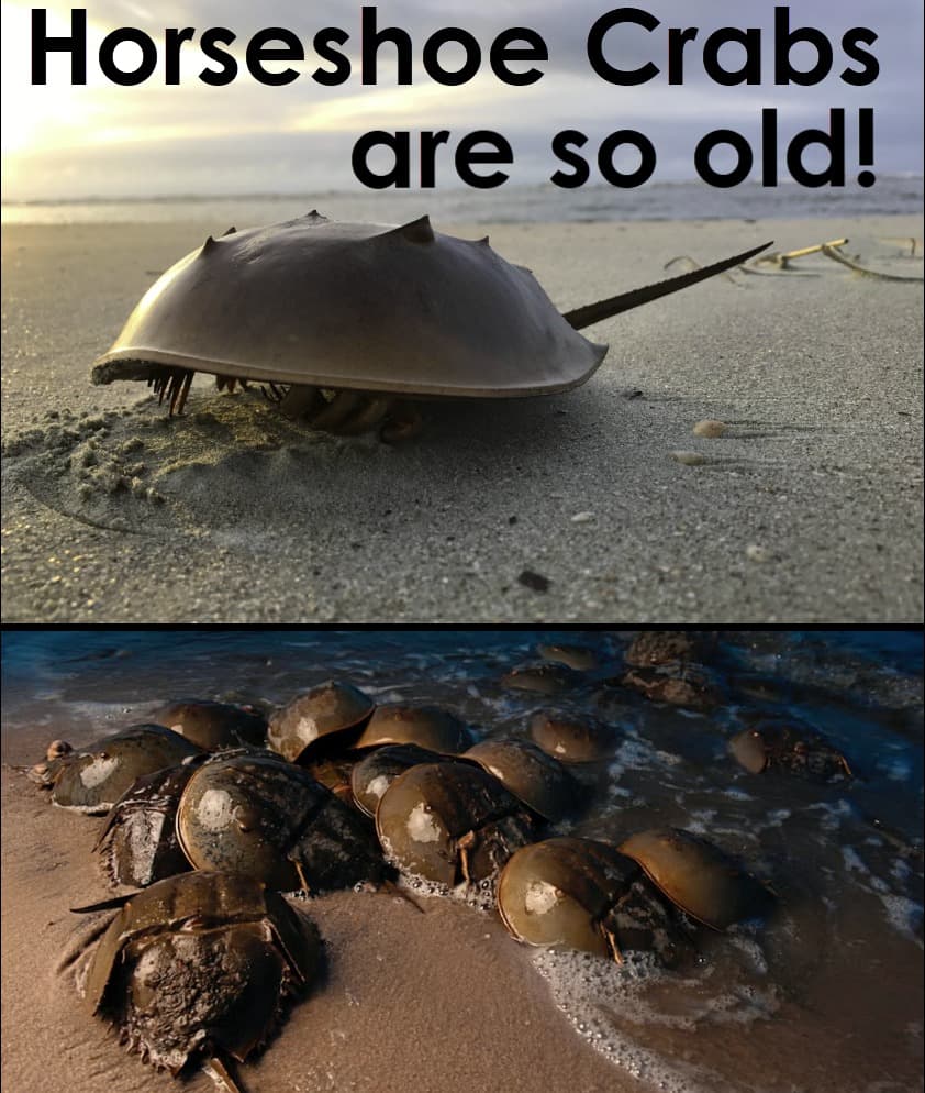 Horseshoe Crabs Are Older Than Dinosaurs, Trees, and Saturn's Rings