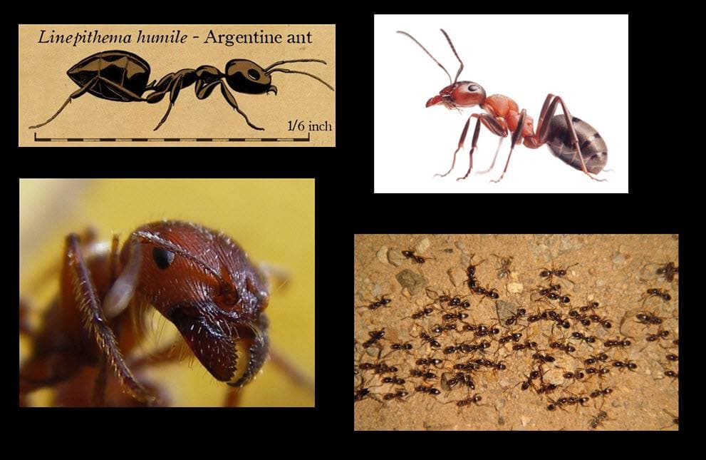 The single largest Ant Colony in the world extends along a stretch of the Mediterranean coast for 3,700 miles. It is home to a species known as the "Argentine Ant".
