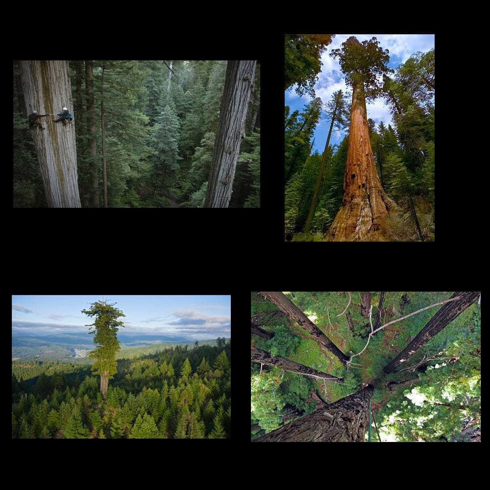 The tallest living tree stands at an unbelievable 329.3 feet.