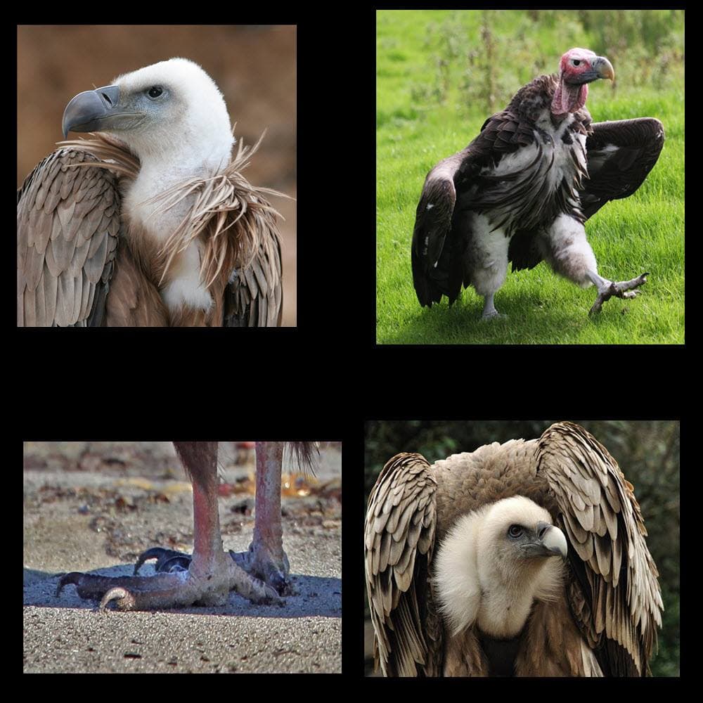 Vultures urinate on their legs and feet to cool off on hot days.