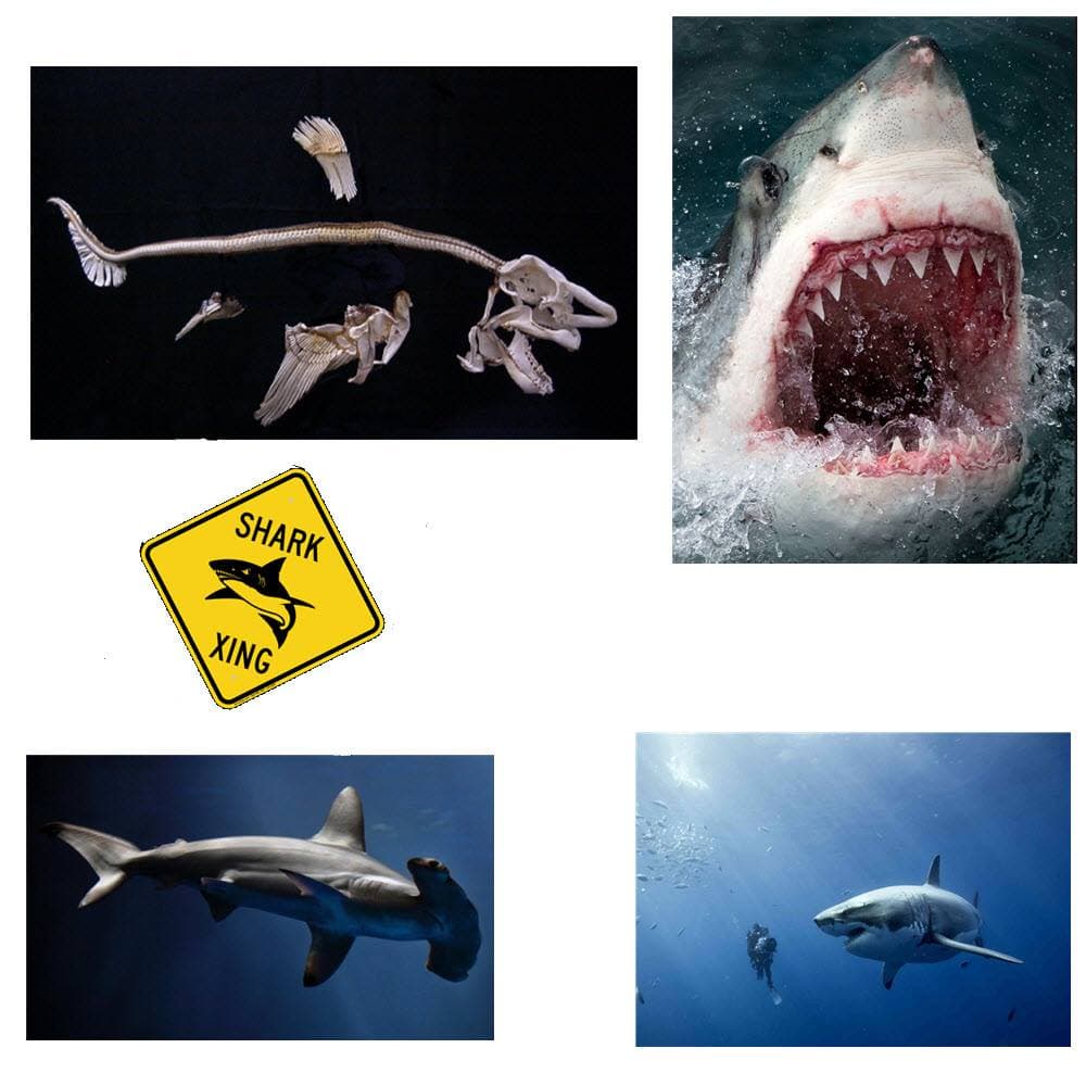Unlike many other vertebrates, Sharks have no bones at all. Their skeletons are made up entirely of cartilage.