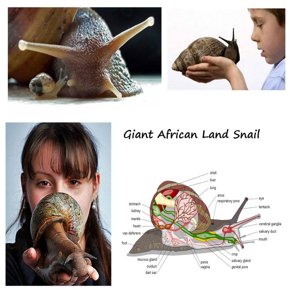 The largest snail on record is 12 inches long and weighs about 2 pounds.