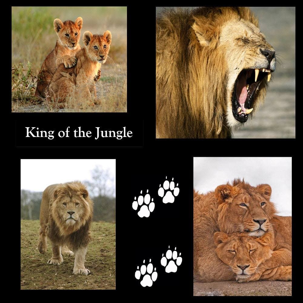 Even though the Lion is referred to as the “King of the Jungle,” Lions only live in grasslands and plains.