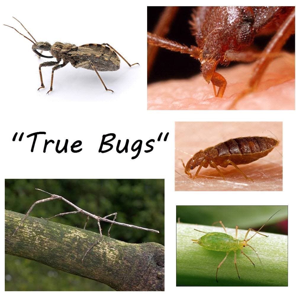 All bugs are insects, but not all insects are bugs.