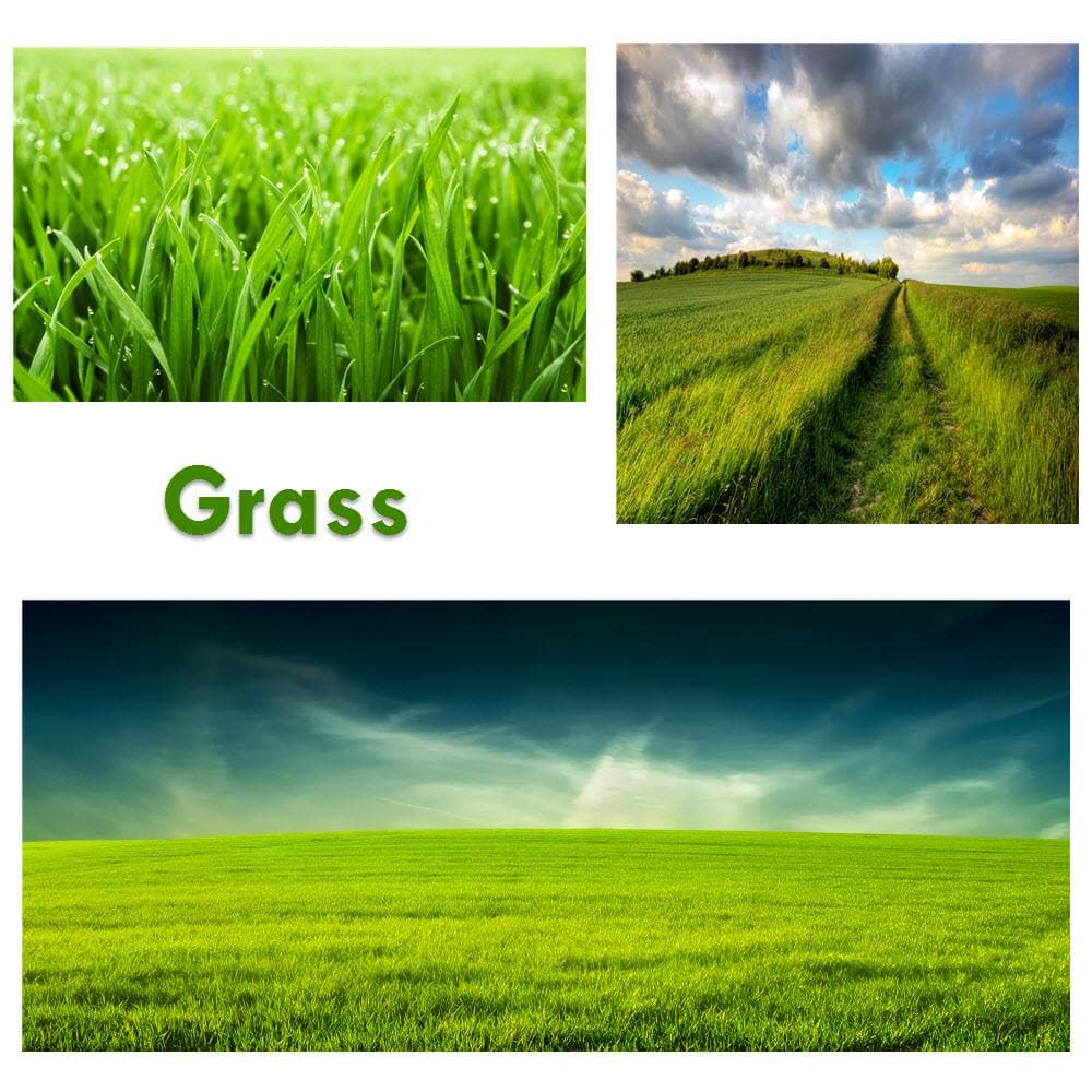 26% of the worlds land area is covered in Grass.