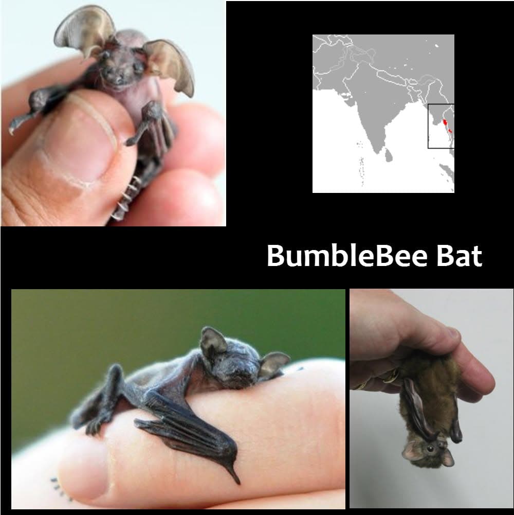 The worlds smallest bat is about the size of a thumbnail and weighs less than a penny, known affectionately as the "Bumblebee Bat".