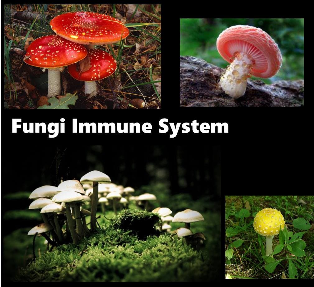Fungi use antibiotics to fend off other microorganisms that compete with them for food.