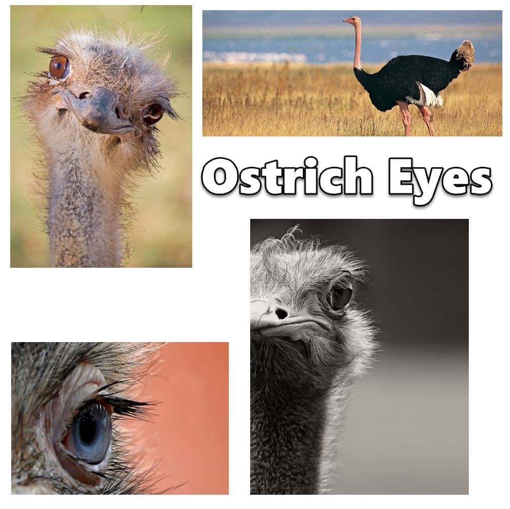 Ostriches have the largest eyes of any land animal on earth.