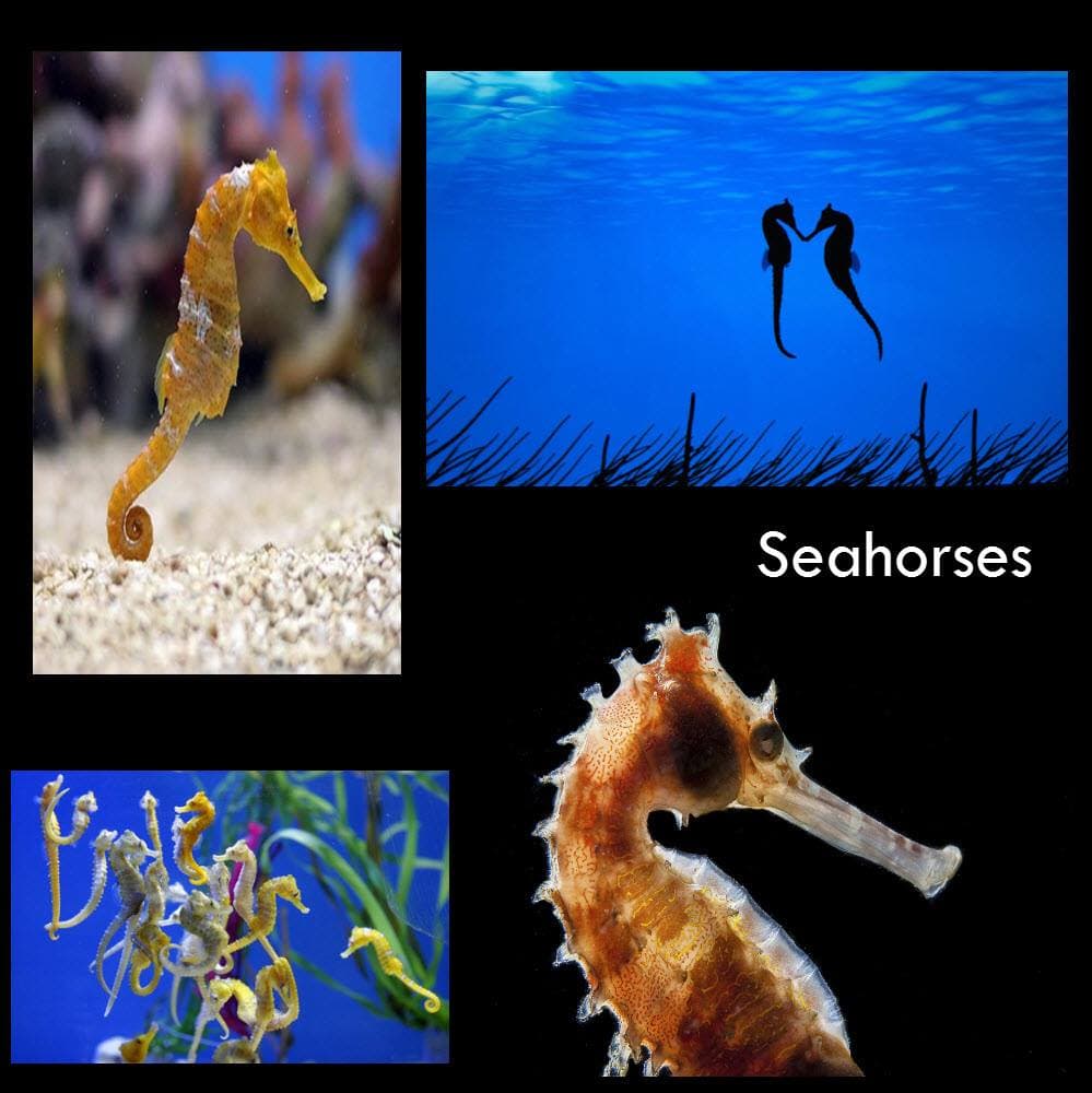 Seahorses are monogamous, meaning they maintain only one mate throughout their lives.